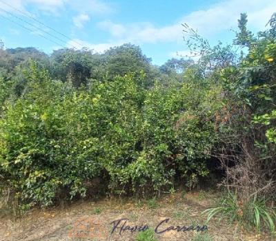 SITIO EM SERRA NEGRA SP