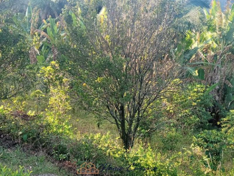 CHÁCARA EM SERRA NEGRA