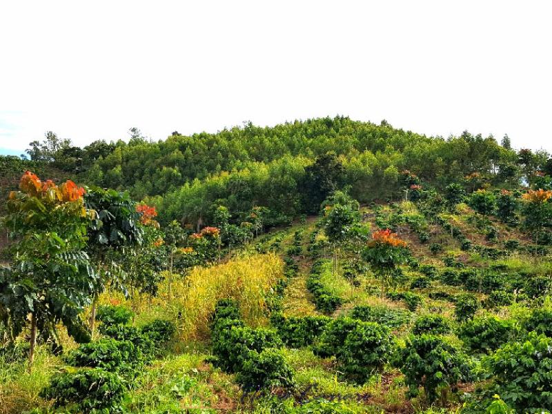 SITIO SERRA NEGRA SP