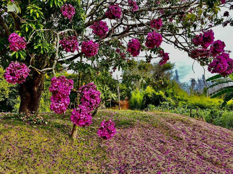 SITIO EM SERRA NEGRA-SP